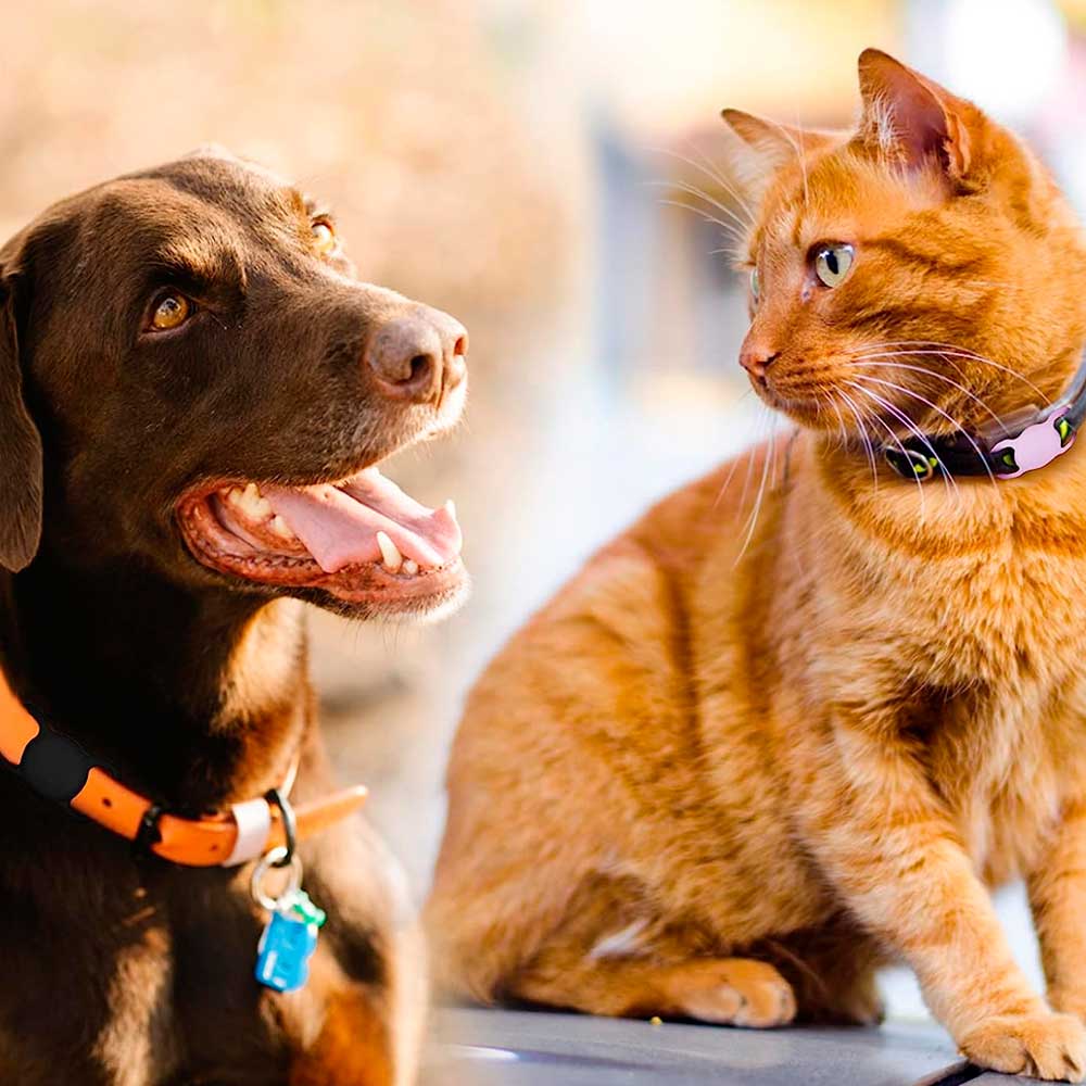 Funda Airtag – MariaCe Posada Pets - Accesorios para gatos y perros